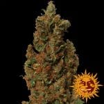 Red Diesel Feminizowane Nasiona-red-diesel