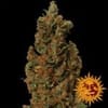 Red Diesel Feminisiert Samen-red-diesel