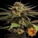 Violator Kush Feminisiert Samen-violator-kush