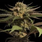 Violator Kush κανονικός σπόροι-violator-kush-regular