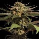 Violator Kush Regulär Samen-violator-kush-regular