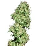 Utopia Haze Regulär Samen-utopia-haze-regular