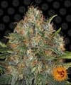 G13 Haze Regulär Samen-g13-haze-regular