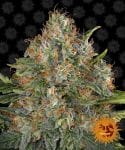 G13 Haze Regelmäßig Saatgut-g13-haze-regular