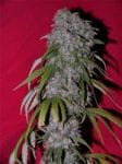 Neville's Haze Hybrid Feminised Seeds-female-nevilles-haze-hybrid