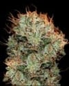 Kaia Kush Feminisiert Samen-gh-kaia-fem