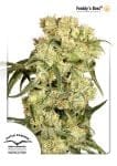 Freddy's Best (Haze) Feminizowane Nasiona-dp-freddies-best-fem