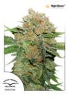 Night Queen Feminised Seeds-dp-nightqueen-fem