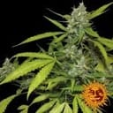 Sweet Tooth Auto Feminized Seeds-BFSSTA-Fem