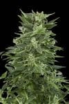 Royal Auto Femminizzati Semi-RQS-RA-Auto-Fem