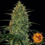 Malana Bomb Auto Feminizada Semillas-BFSMBA