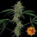 Blue Mammoth Auto Feminisiert Samen-BFSBMA