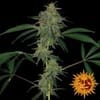 Blue Mammoth Auto Feminisiert Samen-BFSBMA