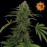 Critical Rapido Auto феминизирани семена-BFSCRA