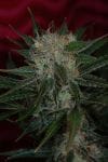 Agent Orange Regular Seeds-TGA-AO