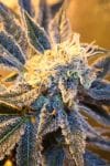 Kaboom Regular Seeds-TGA-KBM