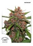 Frisian Dew Auto Feminised Seeds-dp-frisiandew-auto