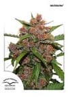 Frisian Dew Auto Feminized Seeds-dp-frisiandew-auto