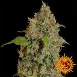 Chronic Thunder Feminizada Semillas-BFSCTH-Fem