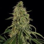 Grape Ape θηλυκοποιημένα σπόροι-BFSGA-Fem