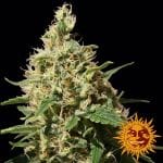 Peppermint Kush феминизирани семена-BFSPPK-Fem