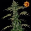 Grape Muerto Auto Feminized Seeds-BFSGMA-Auto-Fem