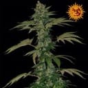 Grape Muerto Auto Feminisiert Samen-BFSGMA-Auto-Fem
