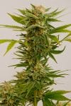 Sour Diesel #2 Feminised Seeds-HDS-SD2-Fem