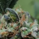 Blue Cheese Feminised Seeds-FMLBC