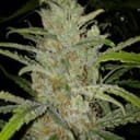 White Grapefruit Feminised Seeds-FMLWG