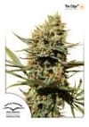 The Edge Feminized Seeds-dp-TheEdge-fem