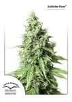 Durban Poison Auto Feminisiert Saatgut-DP-AutoDurban-Poison