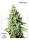 Durban Poison Auto Feminisiert Samen-DP-AutoDurban-Poison