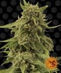 Critical Cure CBD Feminiseret Frø-BFSCBDCC