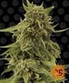 Critical Cure CBD Feminisiert Samen-BFSCBDCC