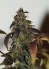 African Buzz Regular Seeds-SMAN-AFBZ-REG
