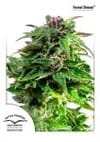 Forest Dream Feminised Seeds-DP-FRST-FEM