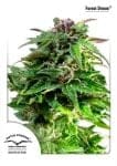 Forest Dream Feminised Seeds-DP-FRST-FEM