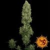 NYC Diesel Auto Feminized Seeds-BFNYCD-Auto-Fem