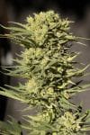 Sugar GOM CBD Auto Feminised Seeds-SMAN-CBDSG-AUTO-FEM