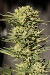 Sugar GOM CBD Auto Feminised Seeds-SMAN-CBDSG-AUTO-FEM