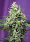 Blow Mind Auto Feminisiert Samen-SS-BM-AUTO-Fem