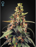 Great White Shark CBD Feminizované Semena-GHGWS-CBD