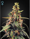 Great White Shark CBD Feminisiert Samen-GHGWS-CBD