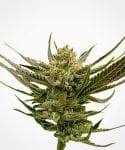 California Orange Feminised Seeds (formerly Orange Skunk)-EXP-ORSK-Fem