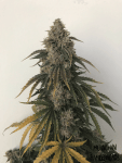 Beary White Auto Feminised Seeds-MEPH-BEWHITE-AUTO-FEM