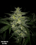 Skylar White Auto Feminised Seeds-MEPH-SKYL-AUTO-Fem