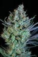 Jacked-Up Regular Seeds-TGA-JCKUP