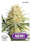 Lemon Kix Feminized Seeds-dp-lemon-zkittle