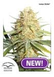 Lemon Kix Feminizowane Nasiona-dp-lemon-zkittle